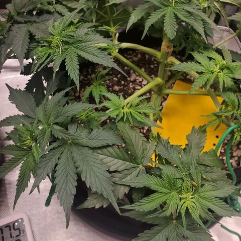 ZSkittles Auto - Seedsman growlog timeline photo