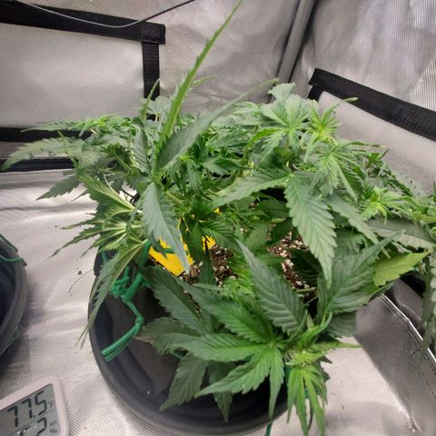 ZSkittles Auto - Seedsman growlog timeline photo