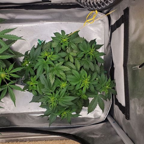 ZSkittles Auto - Seedsman growlog timeline photo