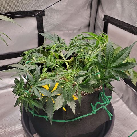 ZSkittles Auto - Seedsman growlog timeline photo