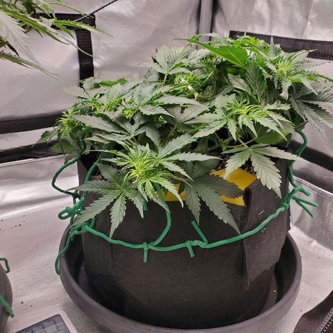 ZSkittles Auto - Seedsman growlog timeline photo