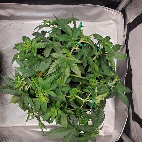 ZSkittles Auto - Seedsman growlog timeline photo