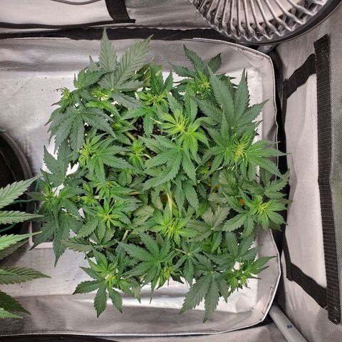 ZSkittles Auto - Seedsman growlog timeline photo
