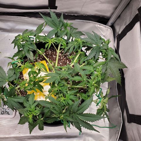 ZSkittles Auto - Seedsman growlog timeline photo