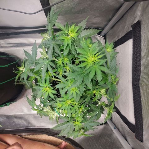 ZSkittles Auto - Seedsman growlog timeline photo
