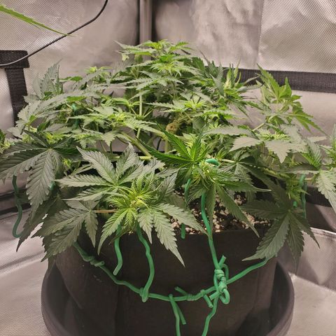 ZSkittles Auto - Seedsman growlog timeline photo