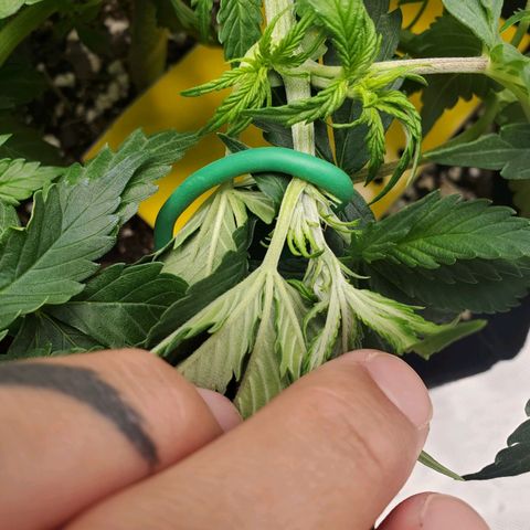 ZSkittles Auto - Seedsman growlog timeline photo