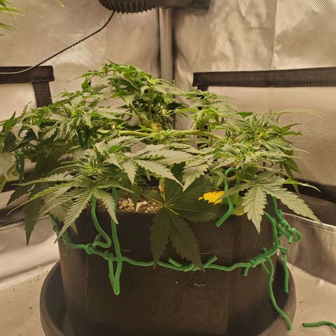 ZSkittles Auto - Seedsman growlog timeline photo
