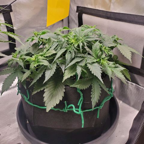 ZSkittles Auto - Seedsman growlog timeline photo