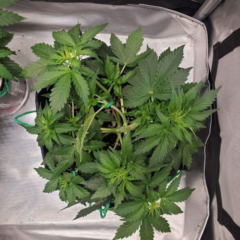 ZSkittles Auto - Seedsman growlog timeline photo