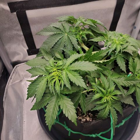 ZSkittles Auto - Seedsman growlog timeline photo