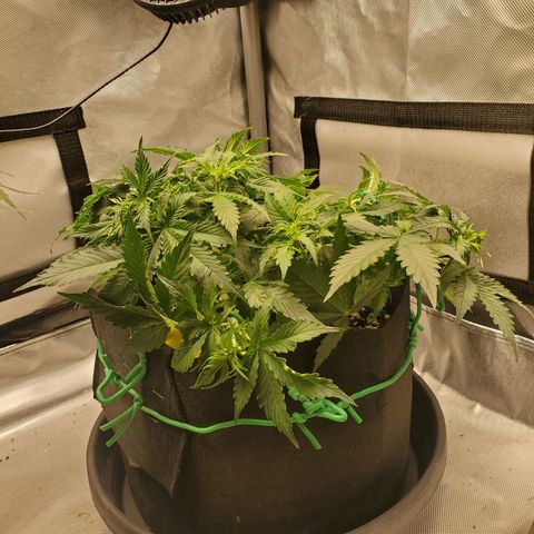 ZSkittles Auto - Seedsman growlog timeline photo