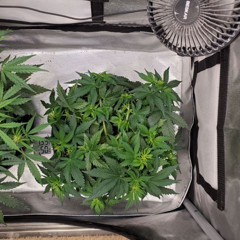 ZSkittles Auto - Seedsman growlog timeline photo