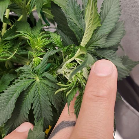ZSkittles Auto - Seedsman growlog timeline photo