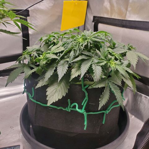 ZSkittles Auto - Seedsman growlog timeline photo