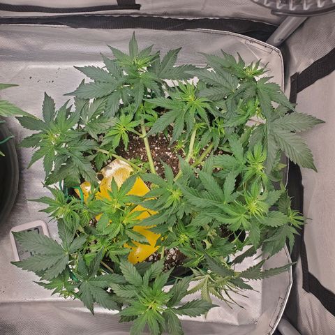 ZSkittles Auto - Seedsman growlog timeline photo