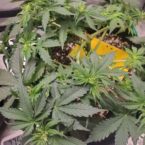 ZSkittles Auto - Seedsman growlog timeline photo
