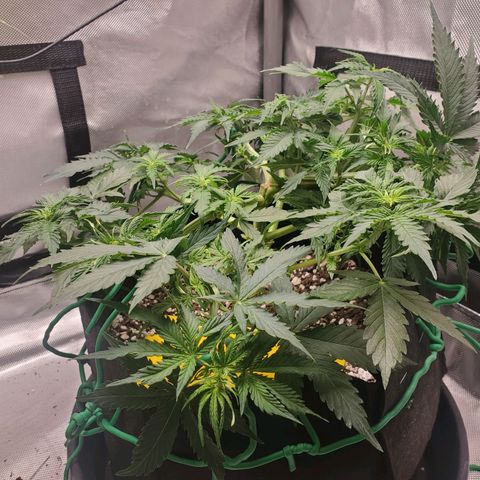 ZSkittles Auto - Seedsman growlog timeline photo