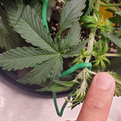 ZSkittles Auto - Seedsman growlog timeline photo