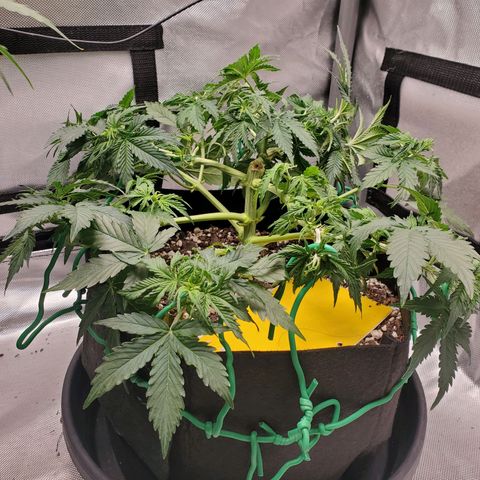 ZSkittles Auto - Seedsman growlog timeline photo