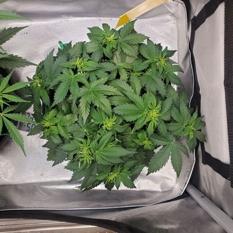 ZSkittles Auto - Seedsman growlog timeline photo