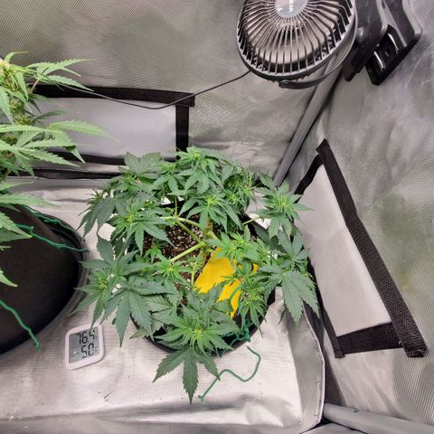 ZSkittles Auto - Seedsman growlog timeline photo