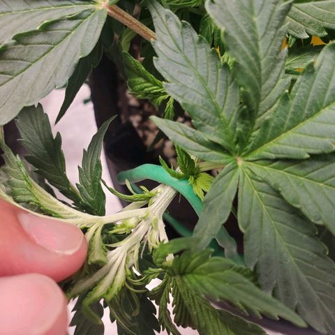 ZSkittles Auto - Seedsman growlog timeline photo