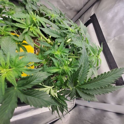 ZSkittles Auto - Seedsman growlog timeline photo