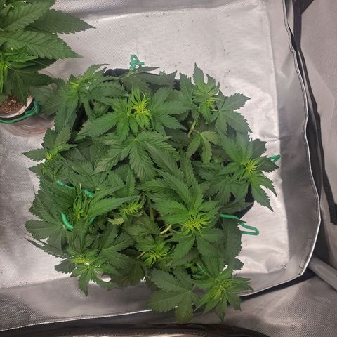 ZSkittles Auto - Seedsman growlog timeline photo