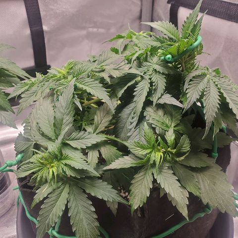 ZSkittles Auto - Seedsman growlog timeline photo