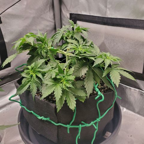 ZSkittles Auto - Seedsman growlog timeline photo