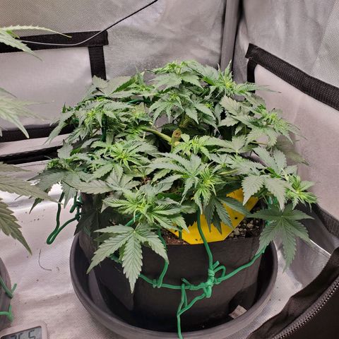 ZSkittles Auto - Seedsman growlog timeline photo