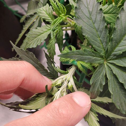 ZSkittles Auto - Seedsman growlog timeline photo