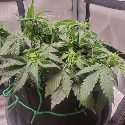 ZSkittles Auto - Seedsman growlog timeline photo