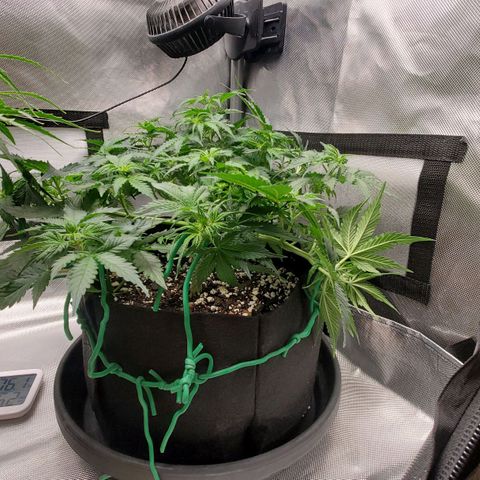 ZSkittles Auto - Seedsman growlog timeline photo