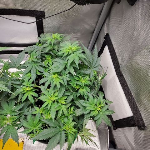 ZSkittles Auto - Seedsman growlog timeline photo