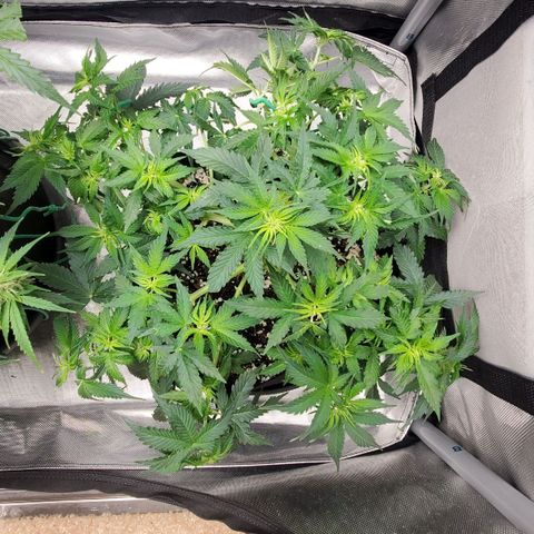 ZSkittles Auto - Seedsman growlog timeline photo