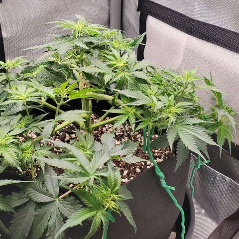 ZSkittles Auto - Seedsman growlog timeline photo