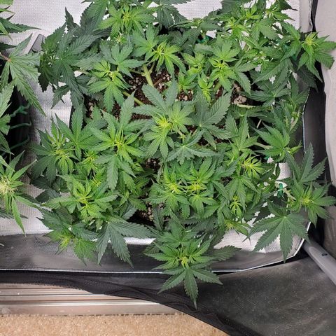 ZSkittles Auto - Seedsman growlog timeline photo