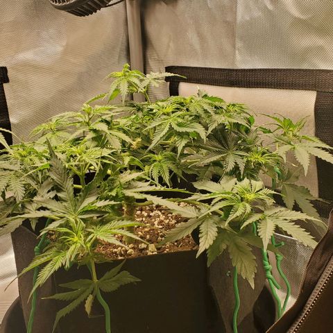 ZSkittles Auto - Seedsman growlog timeline photo
