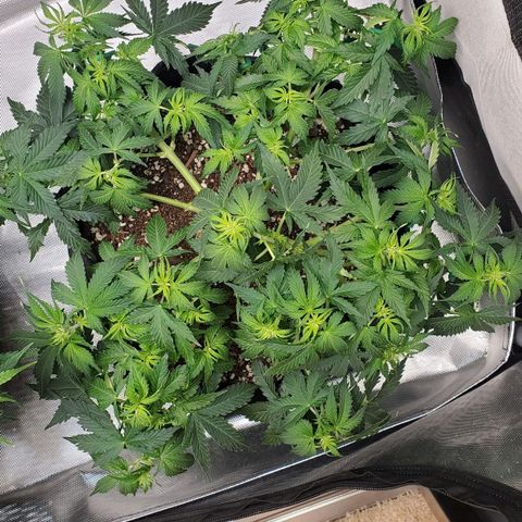 ZSkittles Auto - Seedsman growlog timeline photo