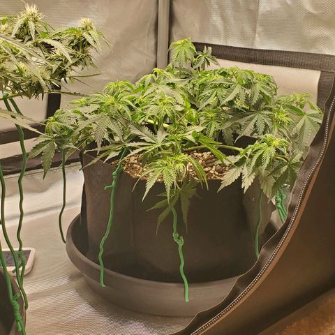 ZSkittles Auto - Seedsman growlog timeline photo