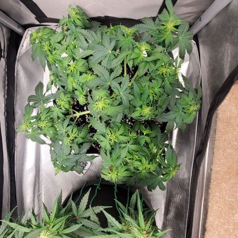 ZSkittles Auto - Seedsman growlog timeline photo