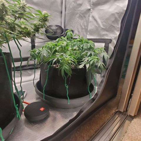 ZSkittles Auto - Seedsman growlog timeline photo