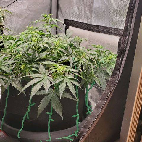 ZSkittles Auto - Seedsman growlog timeline photo