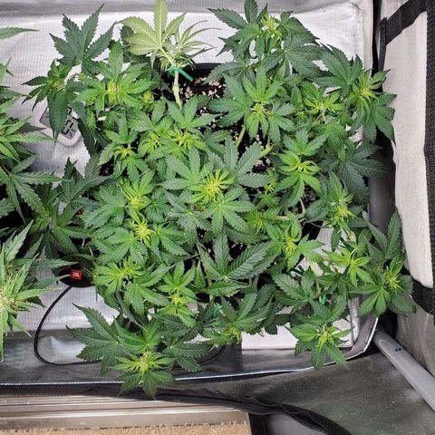 ZSkittles Auto - Seedsman growlog timeline photo