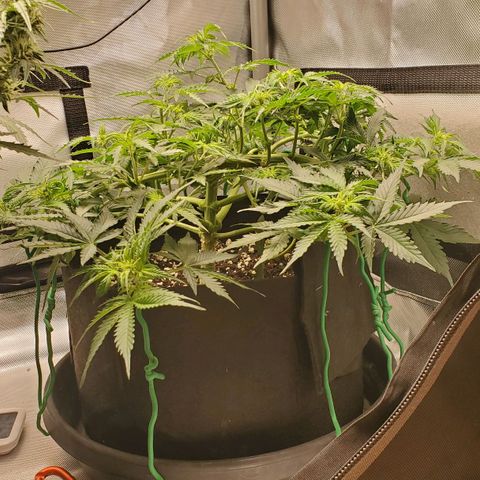 ZSkittles Auto - Seedsman growlog timeline photo