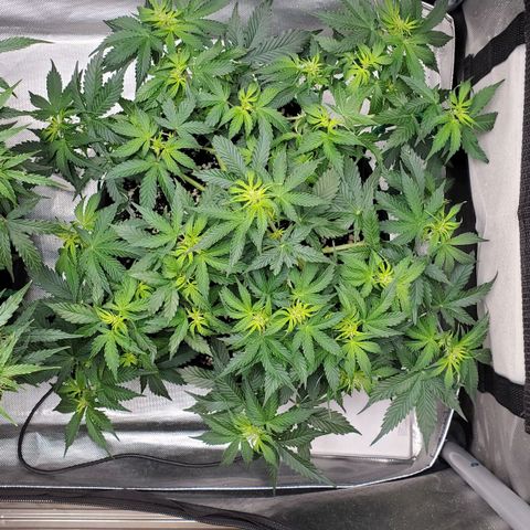 ZSkittles Auto - Seedsman growlog timeline photo