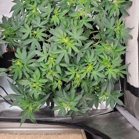 ZSkittles Auto - Seedsman growlog timeline photo
