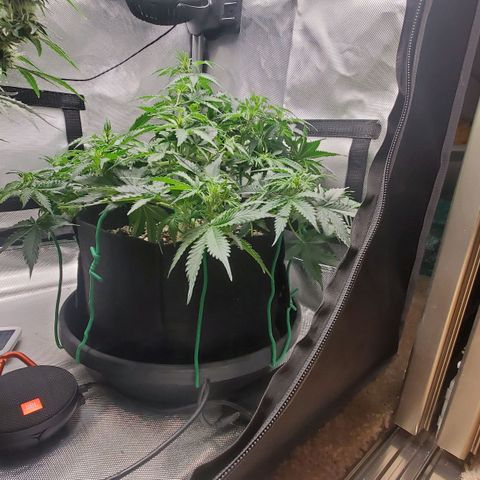 ZSkittles Auto - Seedsman growlog timeline photo